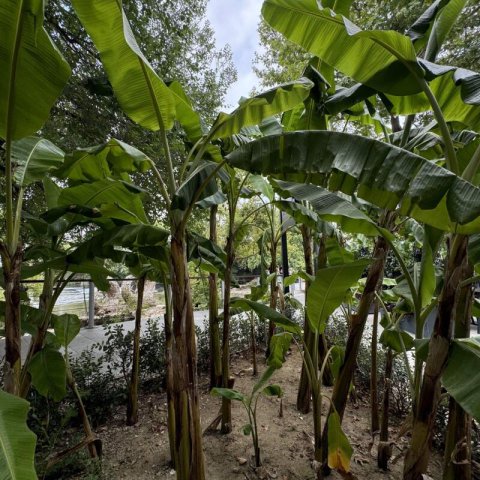 MUSA SIKKIMENSIS ‘Ever Red’