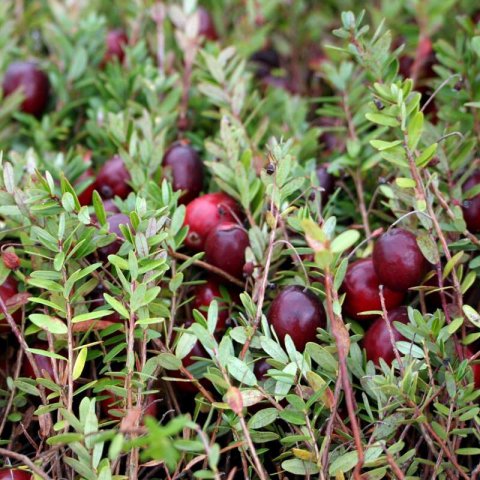 VACCINIUM MACROCARPON Early Black