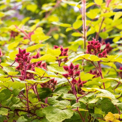 RUBUS PHOENICOLASIUS