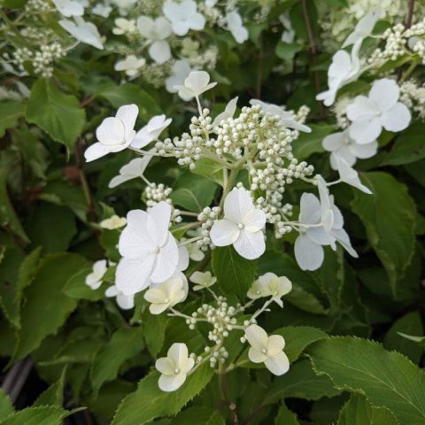 HYDRANGEA PETIOLARIS