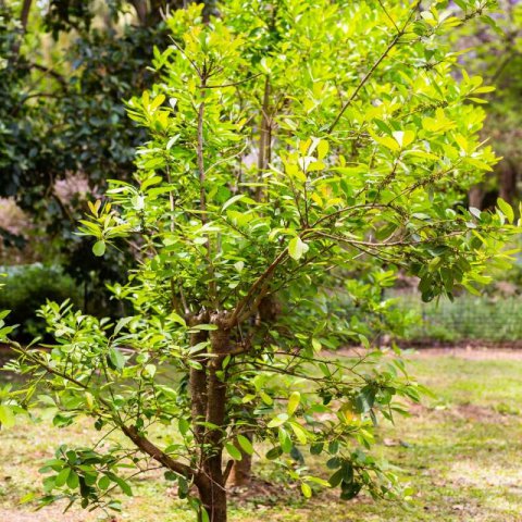 ILEX PARAGUARIENSIS - Yerba mate #2