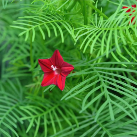 IPOMOEA QUAMOCLIT CARDINALIS - Yedra Cardinal