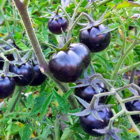 SOLANUM LYCOPERSICUM - TOMATE Blackball