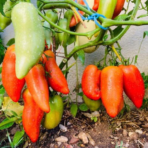 SOLANUM LYCOPERSICUM - TOMATE Cornue des Andes