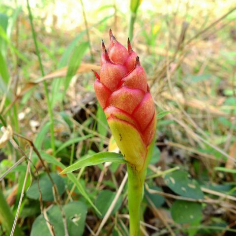 ZINGIBER OFFICINALE