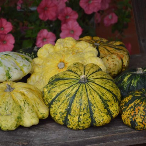 CUCURBITA PEPO - CALABAZA PATISSON mix
