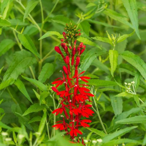 LOBELIA CARDINALIS - Loblie cardinale