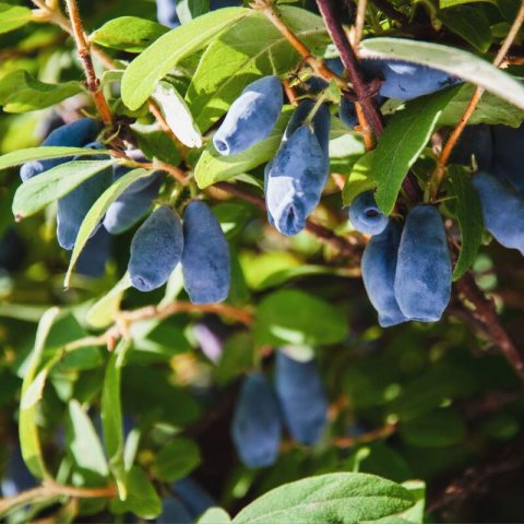 LONICERA CAERULEA Duet - Blue Honeysuckle Duet #1