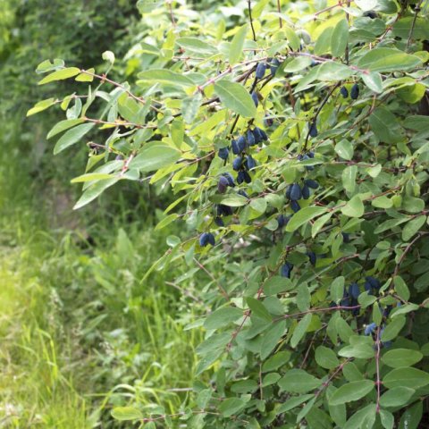 LONICERA CAERULEA Duet - Blue Honeysuckle Duet #2