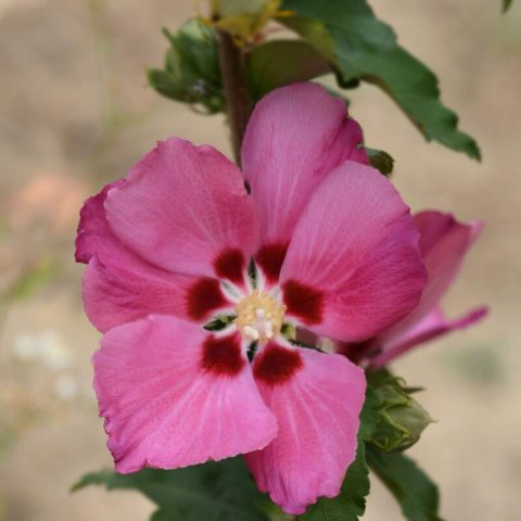 HIBISCUS SYRIACUS Woodbrige