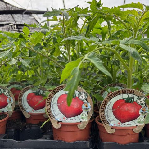 LYCOPERSICUM ESCULENTUM - TOMATE Valenciano