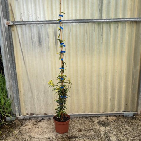 GELSEMIUM SEMPERVIRENS