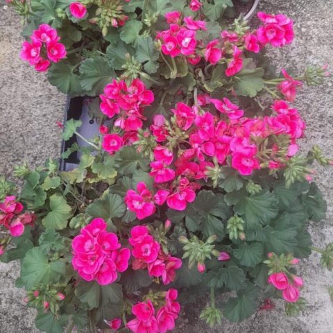 PELARGONIUM x HORTORUM Pretty Little