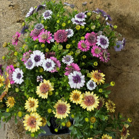 OSTEOSPERMUM ECKLONIS Flor doble - Margarita del Cabo