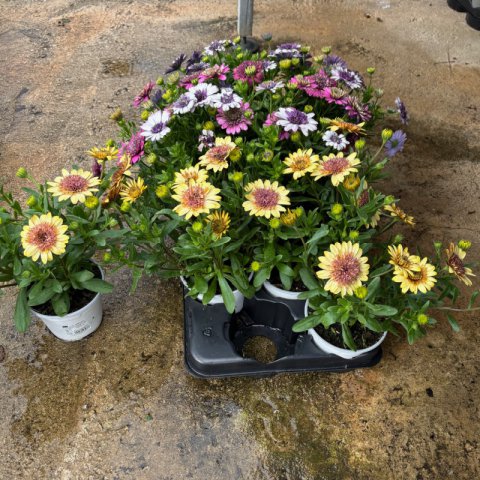 OSTEOSPERMUM ECKLONIS Flor doble - Margarita del Cabo