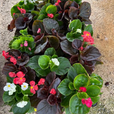 BEGONIA SEMPERFLORENS - Begonia de flor