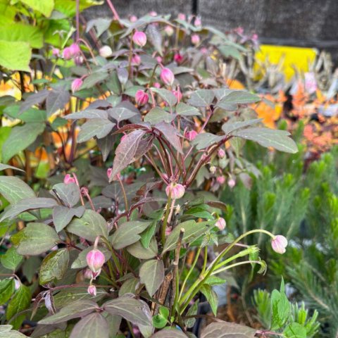 CLEMATIS MONTANA Fragrant Spring