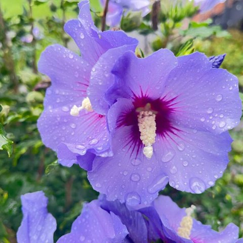 HIBISCUS SYRIACUS - Rose of Sharon Oiseau Bleu