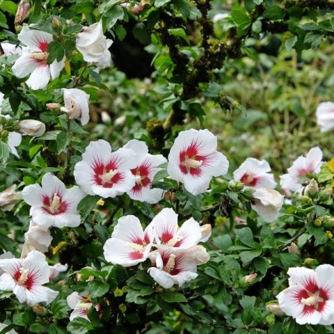 HIBISCUS SYRIACUS - Ketmie des jardins Hamabo #1
