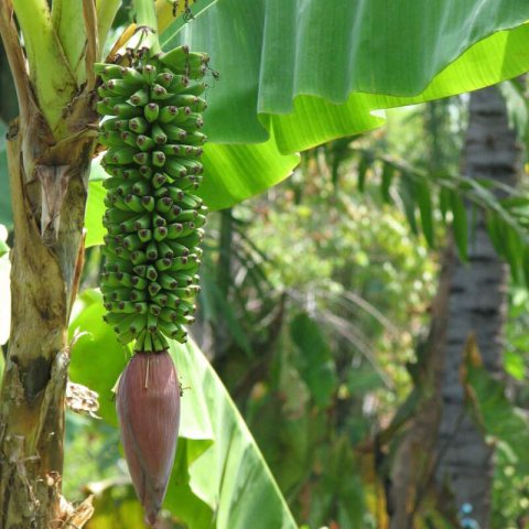 MUSA x CHILIOCARPA - Thousand fingers Banana