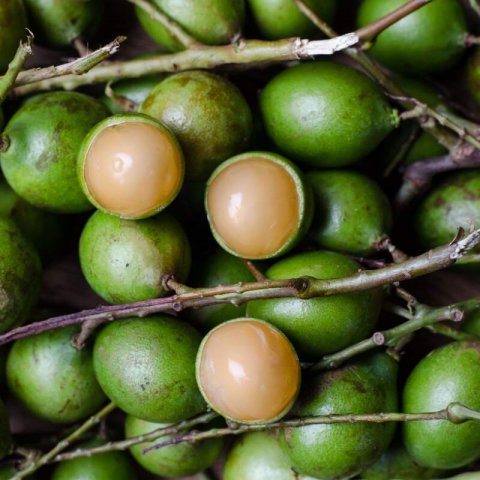 MELICOCCUS BIJUGATUS - Mamoncillo, Quenepa