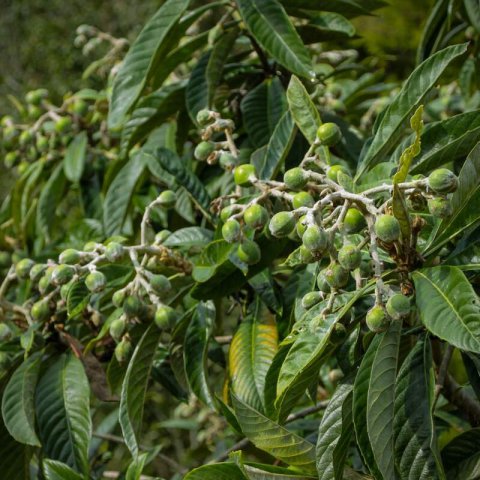 ERIOBOTRYA JAPONICA - JAPANESE PLUM PELUCHE