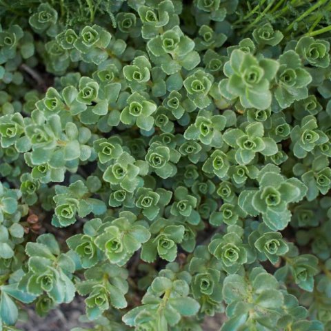 SEDUM SPURIUM 'John Creech'