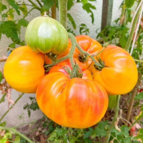 SOLANUM LYCOPERSICUM - TOMATE Ananas