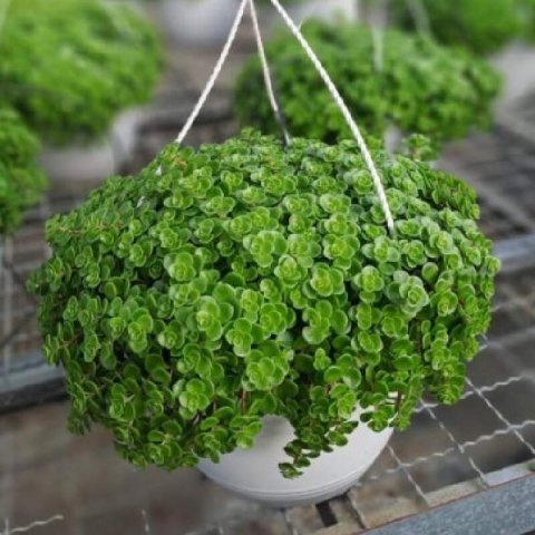SEDUM SPURIUM 'John Creech'