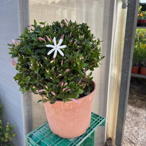 JASMINUM MULTIPARTITUM