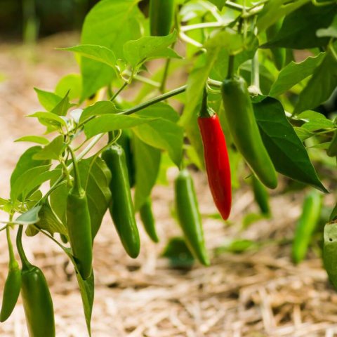 CAPSICUM CHINENSE - SERRANO PEPPER