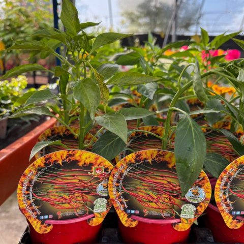 CAPSICUM CHINENSE - PEPEPR Thunder Mountain Longhorn