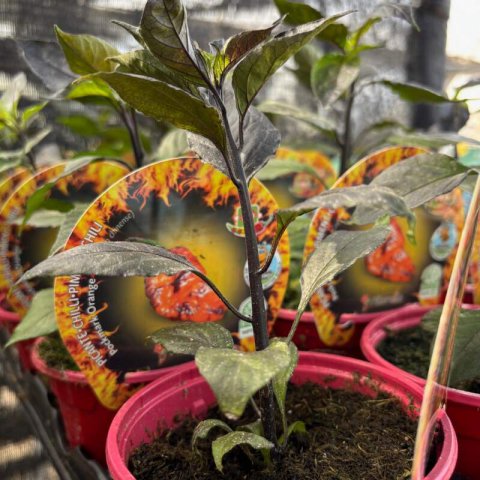 CAPSICUM CHINENSE - Pockmark Orange Chilli