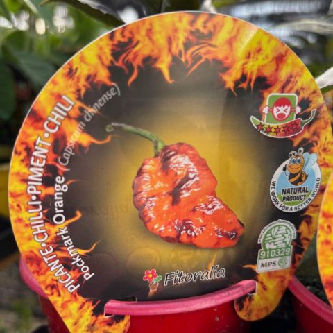 CAPSICUM CHINENSE - Pockmark Orange Chilli