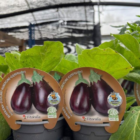 SOLANUM MELONGENA - BERENJENA Redonda negra