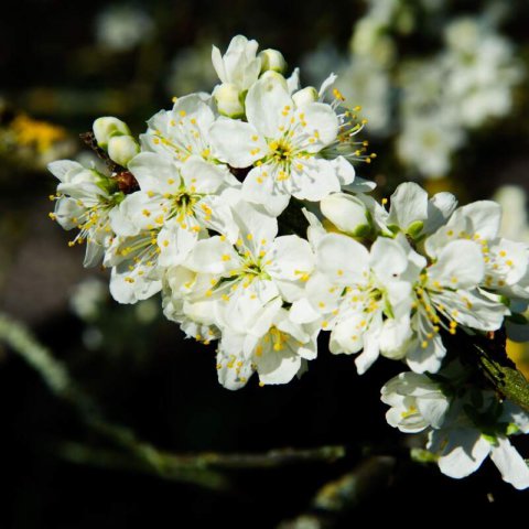 PRUNUS DOMESTICA Opal