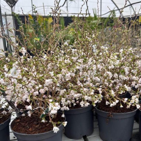 PRUNUS INCISA Kojo-No-Mai