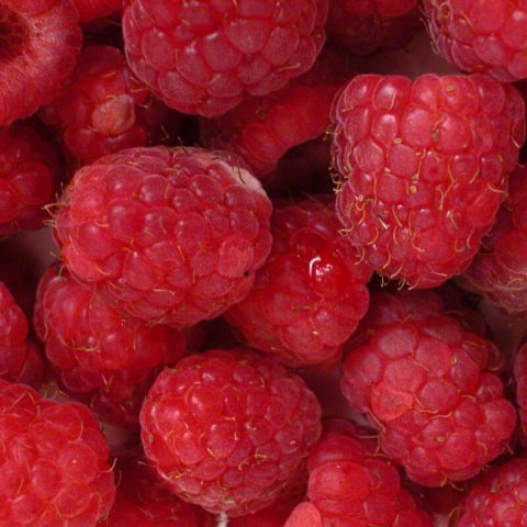 RUBUS IDAEUS - Red Raspberry Malling Promise
