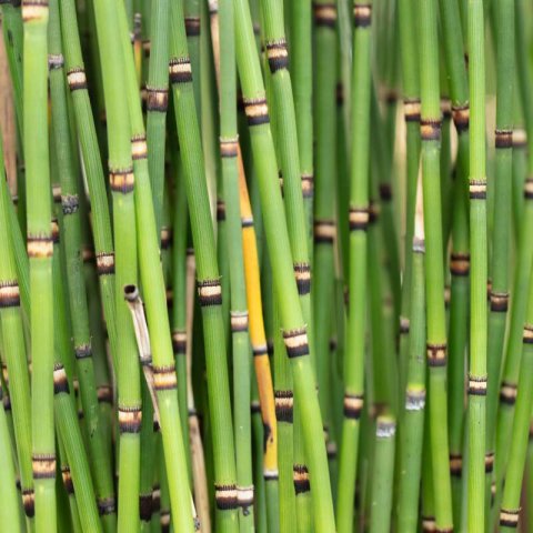 EQUISETUM JAPONICUM - Prle japonaise
