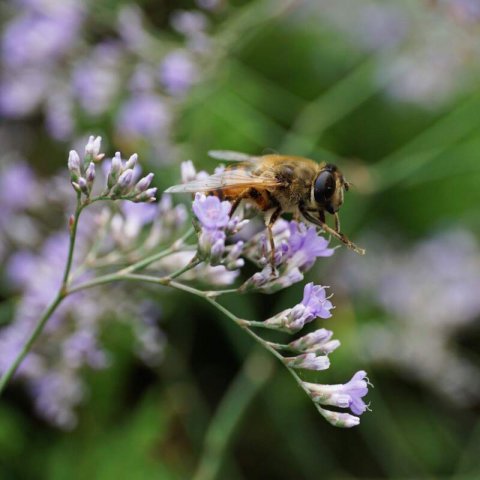 GONIOLIMON TATARICUM - Limonium, Statice vivace #1