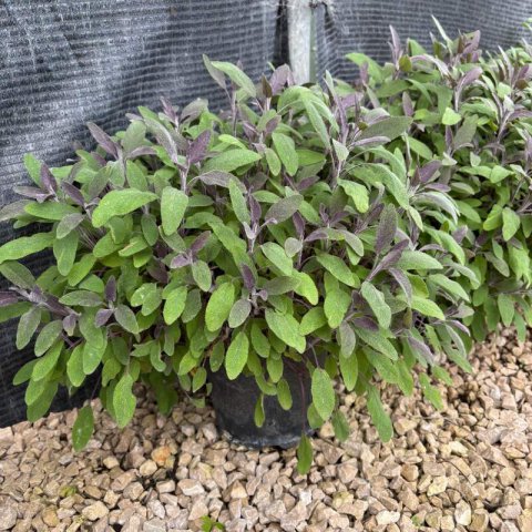 SALVIA OFFICINALIS Purpurascens