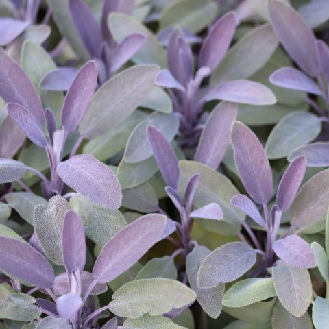 SALVIA OFFICINALIS Purpurascens