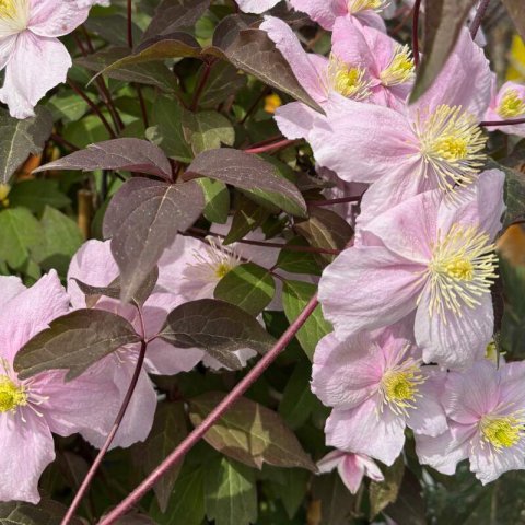 CLEMATIS MONTANA Fragrant Spring