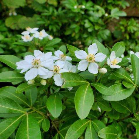 CHOISYA TERNATA - Mexican orange blossom