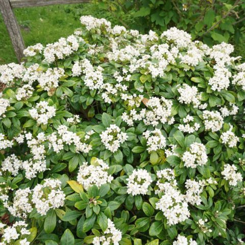 CHOISYA TERNATA - Mexican orange blossom