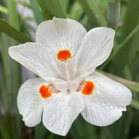DIETES BICOLOR Lemon drops - Iris africain #1