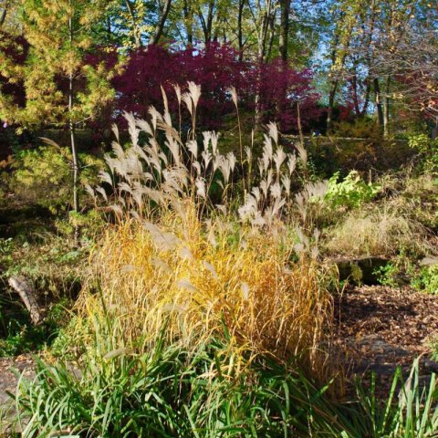 MISCANTHUS SINENSIS Graziella - Eulalie #1
