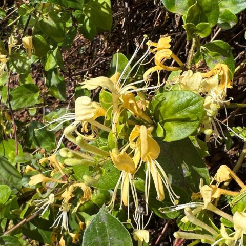 LONICERA JAPONICA - Chvrefeuille du Japon Halls Prolific  #1