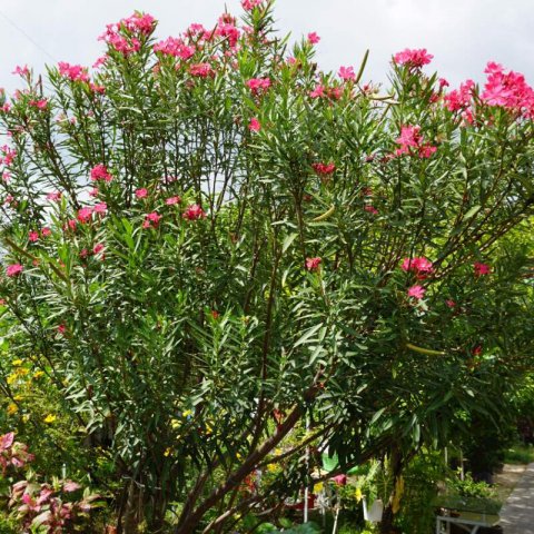 NERIUM OLEANDER - Laurier rose Hardy Red #1