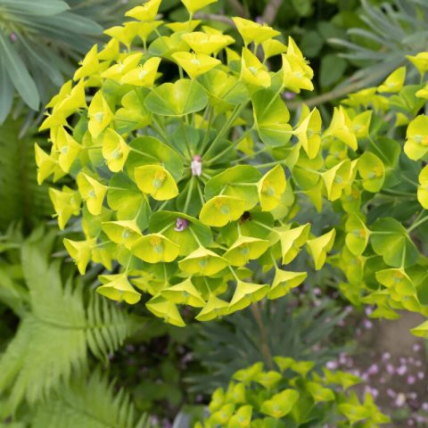 EUPHORBIA LATHYRIS - purge, Euphorbe des jardins #1